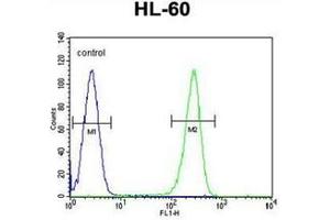 Fllow cytometric analysis of HL-60 cells using OR2W3 Antibody (C-term) Cat. (OR2W3 anticorps  (C-Term))