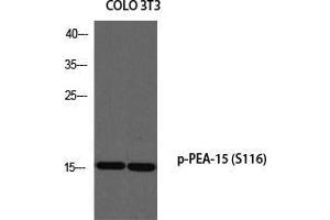 Western Blot (WB) analysis of COLO205 3T3 using p-PEA-15 (S116) antibody. (PEA15 anticorps  (pSer116))