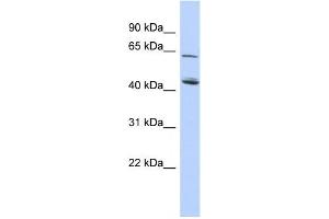 Western Blotting (WB) image for anti-NAD Kinase 2, Mitochondrial (NADK2) antibody (ABIN2459632) (NADK2 anticorps)