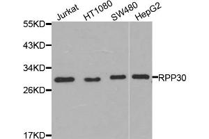 Western blot analysis of extracts of various cell lines, using RPP30 antibody. (RPP30 anticorps)