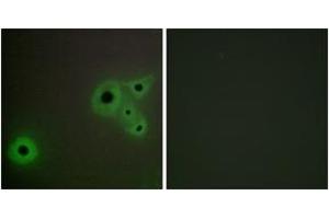 Immunofluorescence (IF) image for anti-Mediator Complex Subunit 23 (MED23) (AA 1-50) antibody (ABIN2889807) (MED23 anticorps  (AA 1-50))