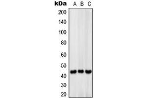 Western blot analysis of MCT13 expression in HeLa (A), mouse liver (B), rat liver (C) whole cell lysates. (SLC16A13 anticorps  (C-Term))