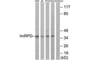 Western blot analysis of extracts from 293/Jurkat/3T3/COLO205 cells, using hnRPD (Ab-83) Antibody. (HNRNPD/AUF1 anticorps  (AA 49-98))