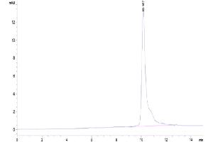 The purity of Human IL-8 is greater than 95 % as determined by SEC-HPLC. (IL-8 Protein (AA 28-99) (His tag))