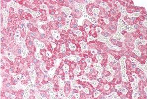 ABIN190918 (5µg/ml) staining of paraffin embedded Human Liver.