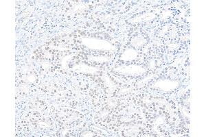 anti-RNA Binding Motif Protein 39 (RBM39) (AA 325-375) antibody