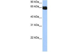 NSUN6 antibody used at 0. (NSUN6 anticorps  (N-Term))