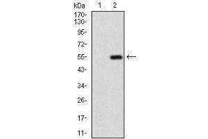 Western blot analysis using GABBR2 mAb against HEK293 (1) and GABBR2 (AA: 319-483)-hIgGFc transfected HEK293 (2) cell lysate.