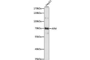 Western blot analysis of extracts of HepG2 cells, using AFM antibody (ABIN7265511) at 1:1000 dilution.
