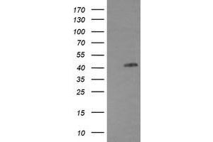 Image no. 1 for anti-Epidermal Growth Factor Receptor (EGFR) antibody (ABIN1497964) (EGFR anticorps)