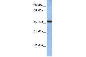 GMPPA antibody used at 1 ug/ml to detect target protein.