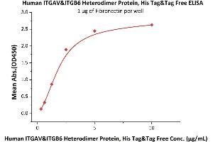 Immobilized Human Fibronectin at 10 μg/mL (100 μL/well) can bind Human ITGAV&ITGB6 Heterodimer Protein, His Tag&Tag Free (ABIN2870664,ABIN2870665) with a linear range of 0.
