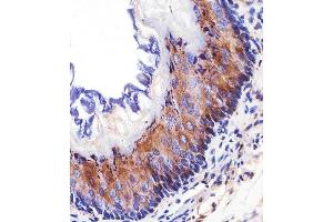 Immunohistochemical analysis of paraffin-embedded M.