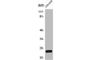 Western Blot analysis of COLO205 cells using Bcl-w Polyclonal Antibody (BCL2L2 anticorps  (C-Term))