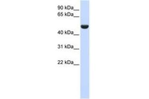 Image no. 1 for anti-CD36 (CD36) (AA 36-85) antibody (ABIN6743467) (CD36 anticorps  (AA 36-85))