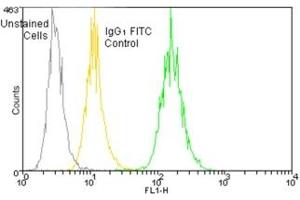 Flow cytometry analysis of 106 Jurkat cells stained using HSP70/HSP72, mAb (C92F3A-5) (FITC conjugate) at a concentration of 50 μg/mL. (HSP70 anticorps  (FITC))
