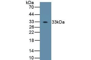 Detection of Recombinant OSX, Human using Polyclonal Antibody to Osterix (OSX) (SP7 anticorps  (AA 19-288))