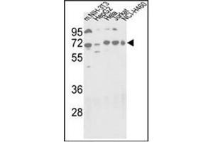 Western blot analysis using Autophagy APG16L Antibody (C-term) in NIH-3T3, HepG2, Hela, Jurkat and NCI-H460 cell line lysates (35 µg/lane). (ATG16L1 anticorps  (C-Term))