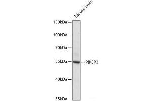 Western blot analysis of extracts of Mouse brain using PIK3R3 Polyclonal Antibody at dilution of 1:1000.