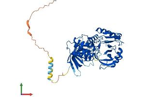 AlphaFold protein structure predicition of Mouse Recombinant Foxred1 Protein, UniprotID Q3TQB2