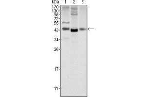 Western blot analysis using WNT1 mouse mAb against NIH/3T3 (1), 3T3L1 (2) and Hela (3) cell lysate. (WNT1 anticorps)