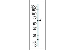 Western blot analysis of anti-p70S6Kbeta Pab (ABIN392546 and ABIN2842094) in  cell lysate.