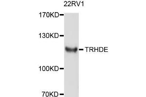 Western blot analysis of extract of 22RV1 cells, using TRHDE antibody. (TRHDE anticorps)