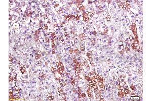 Formalin-fixed and paraffin embedded rat kidney labeled with Anti-CD200R/Orexin receptor Polyclonal Antibody, Unconjugated (ABIN737586) at 1:200 followed by conjugation to the secondary antibody and DAB staining. (OX1R/OX2R anticorps  (AA 321-425))