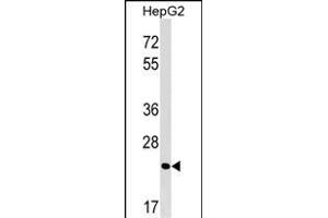 MRTO4 Antibody (N-term) (ABIN1539395 and ABIN2849177) western blot analysis in HepG2 cell line lysates (35 μg/lane). (C1orf33 anticorps  (N-Term))