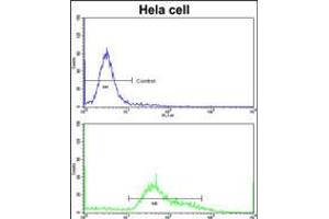 Flow cytometric analysis of hela cells using STRAP Antibody (bottom histogram) compared to a negative control cell (top histogram)FITC-conjugated goat-anti-rabbit secondary antibodies were used for the analysis. (STRAP anticorps  (C-Term))