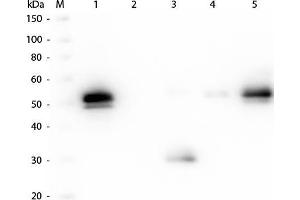 Western Blotting (WB) image for Goat anti-Rabbit IgG (Fc Region) antibody - Preadsorbed (ABIN102079)