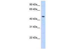 Image no. 1 for anti-Zinc Finger Protein 213 (ZNF213) (C-Term) antibody (ABIN6740545) (ZNF213 anticorps  (C-Term))