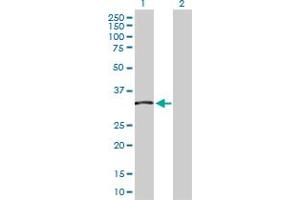 Western Blot analysis of TCEA2 expression in transfected 293T cell line by TCEA2 MaxPab polyclonal antibody. (TCEA2 anticorps  (AA 1-299))