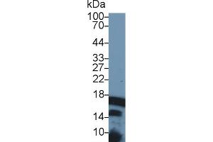 Detection of HIST2H3A in Human Hela cell lysate using Polyclonal Antibody to Histone Cluster 2, H3a (HIST2H3A) (HIST2H3A anticorps  (AA 1-136))