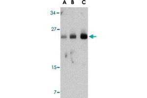 Western blot analysis of FABP7 in human breast tissue lysate with FABP7 polyclonal antibody  at (A) 0.