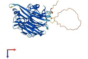AlphaFold protein structure predicition of Mouse Recombinant Neu3 Protein, UniprotID Q9JMH7