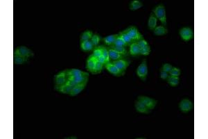 Immunofluorescence staining of HepG2 cells with ABIN7144688 at 1:133, counter-stained with DAPI.