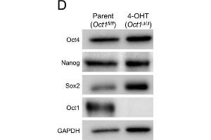 Gene expression defects upon differentiation of Oct1 inducible-conditional ESCs.