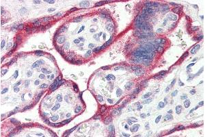 ABIN238672 (4µg/ml) staining of paraffin embedded Human Placenta.