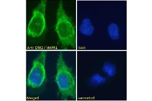 ABIN185327 Immunofluorescence analysis of paraformaldehyde fixed U251 cells, permeabilized with 0. (ERK2 anticorps  (AA 9-19))