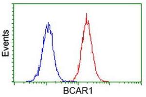 Image no. 4 for anti-Breast Cancer Anti-Estrogen Resistance 1 (BCAR1) antibody (ABIN1496834)