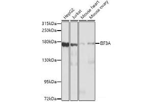 Western blot analysis of extracts of various cell lines using EIF3A Polyclonal Antibody at dilution of 1:1000. (EIF3A anticorps)