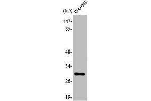 Western Blot analysis of COLO205 cells using 14-3-3 ζ Polyclonal Antibody (14-3-3 zeta anticorps)