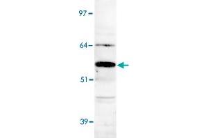 Detection of Apcdd1 in human heart lysate with Apcdd1 polyclonal antibody .