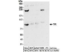 Western Blotting (WB) image for anti-Transferrin Receptor (p90, CD71) (TFRC) (AA 125-175) antibody (ABIN7453217)