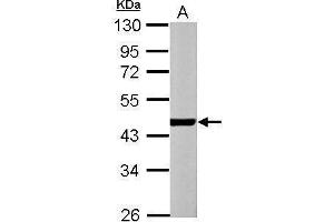 WB Image Sample (30 ug of whole cell lysate) A: NIH-3T3 10% SDS PAGE antibody diluted at 1:1000