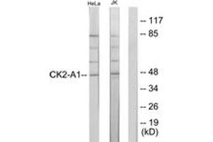 Western Blotting (WB) image for anti-Casein Kinase 2 alpha 1 (CSNK2A1) (AA 221-270) antibody (ABIN2888925) (CSNK2A1/CK II alpha anticorps  (AA 221-270))