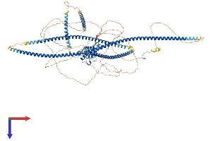 AlphaFold protein structure predicition of Human Recombinant SPECC1 Protein, UniprotID Q5M775
