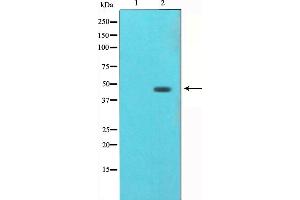 Western blot analysis of AGER（RAGE） expression in HUVEC whole cell lysate. (RAGE anticorps  (Internal Region))
