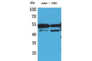Western Blotting (WB) image for anti-HNF4 alpha/gamma (Ser483) antibody (ABIN3178356) (HNF4 alpha/gamma anticorps  (Ser483))